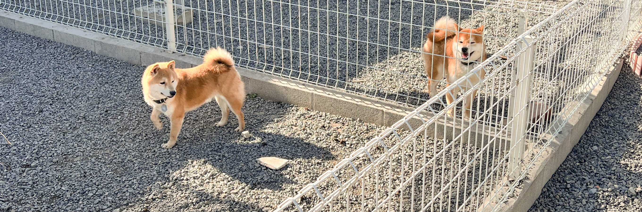 本社・犬舎・猫舎の犬たち