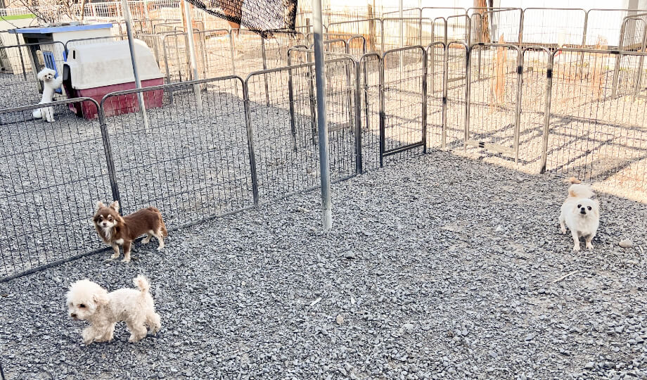 屋外で遊ぶ犬たち