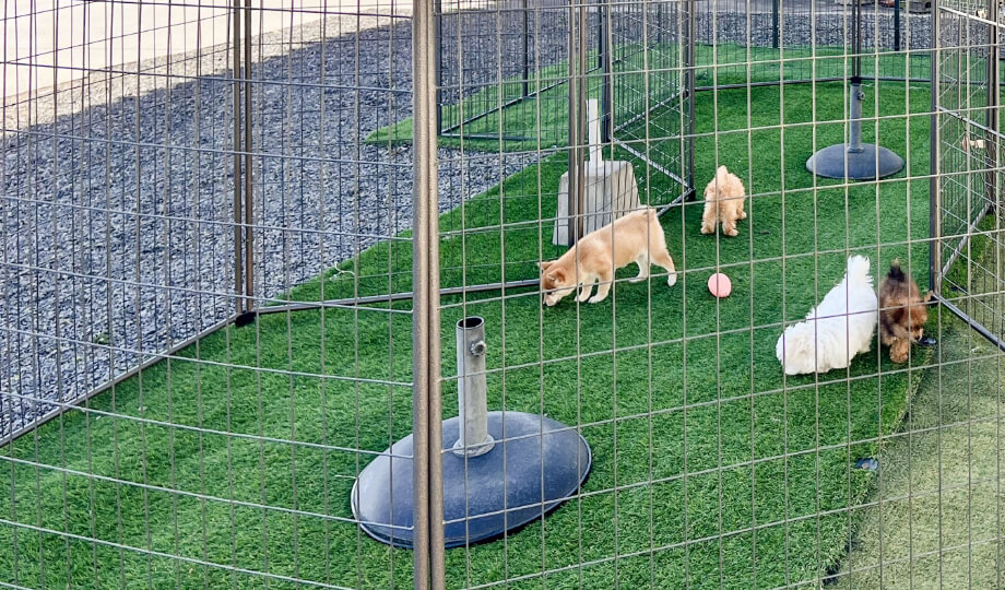 屋外で遊ぶ犬たち