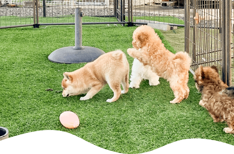 ドッグランで遊ぶ子犬たち