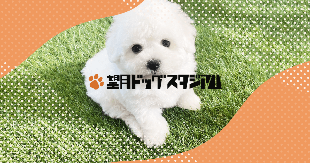 トイ・プードルの子犬（メス♀） 足利店｜ペットショップCoo＆RIKU