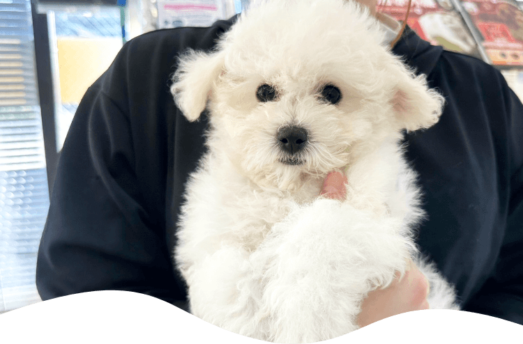 ドッグランで遊ぶ子犬たち