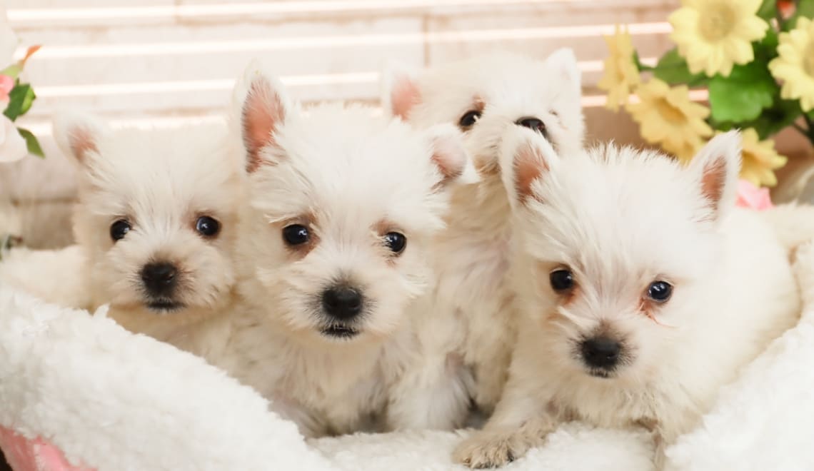 3
匹のビションフリーゼの子犬