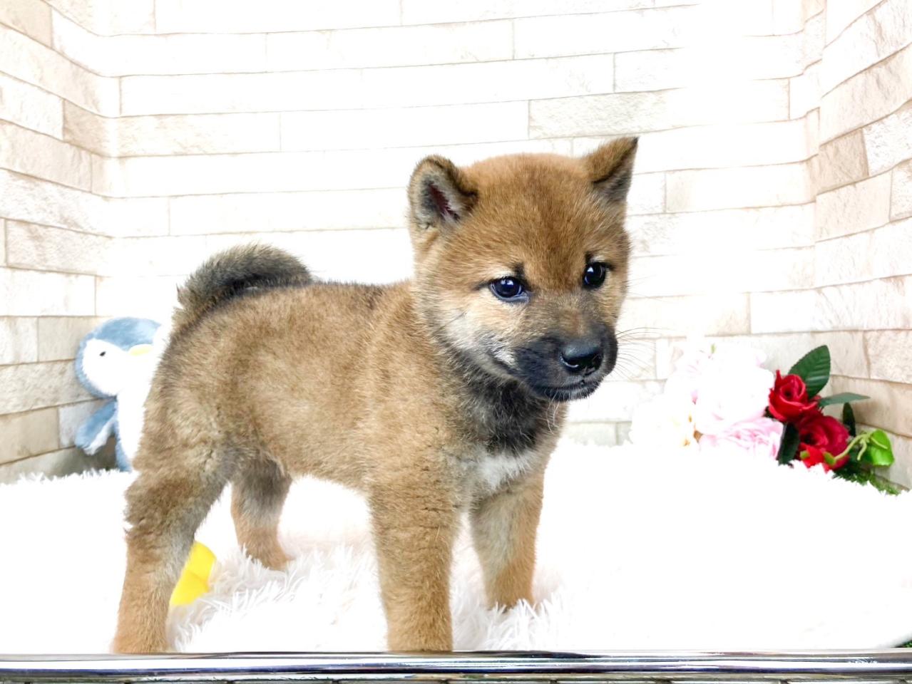 柴犬男の子２.jpg