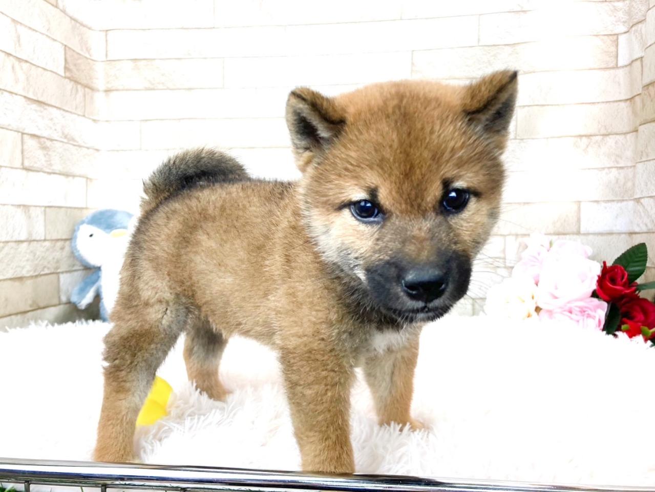 柴犬男の子５.jpg