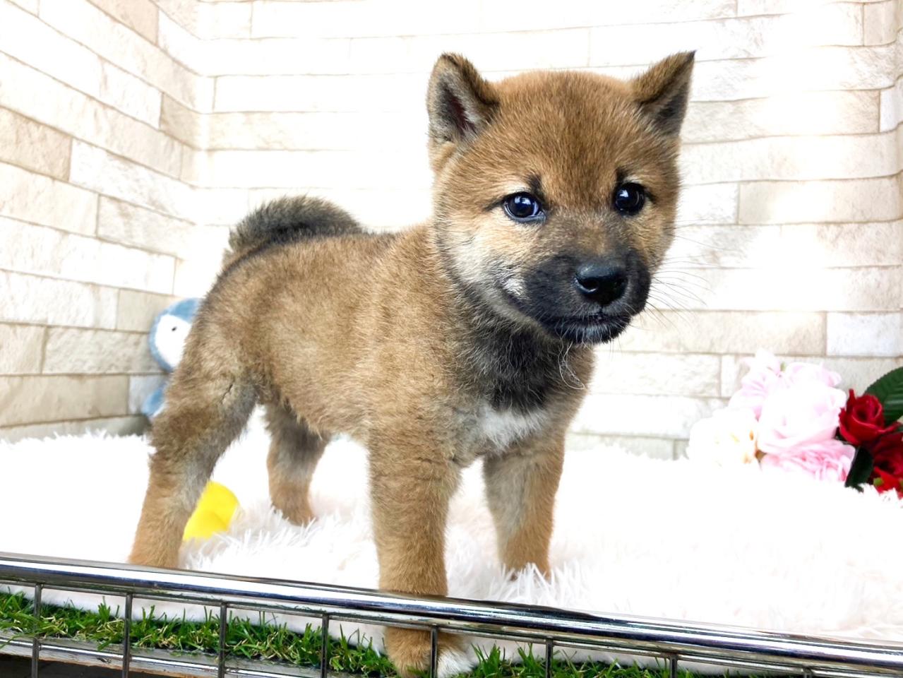 柴犬男の子４.jpg