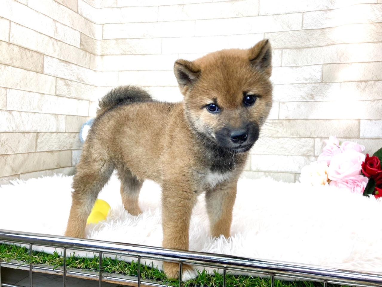 柴犬男の子３.jpg