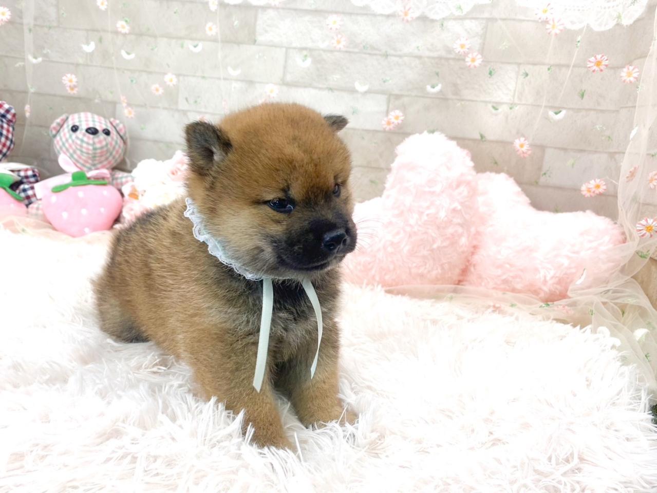 柴犬（水色リボン）.jpg