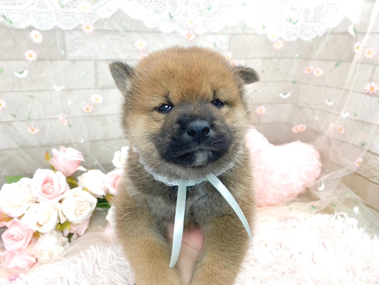 柴犬（水色リボン）４.jpg