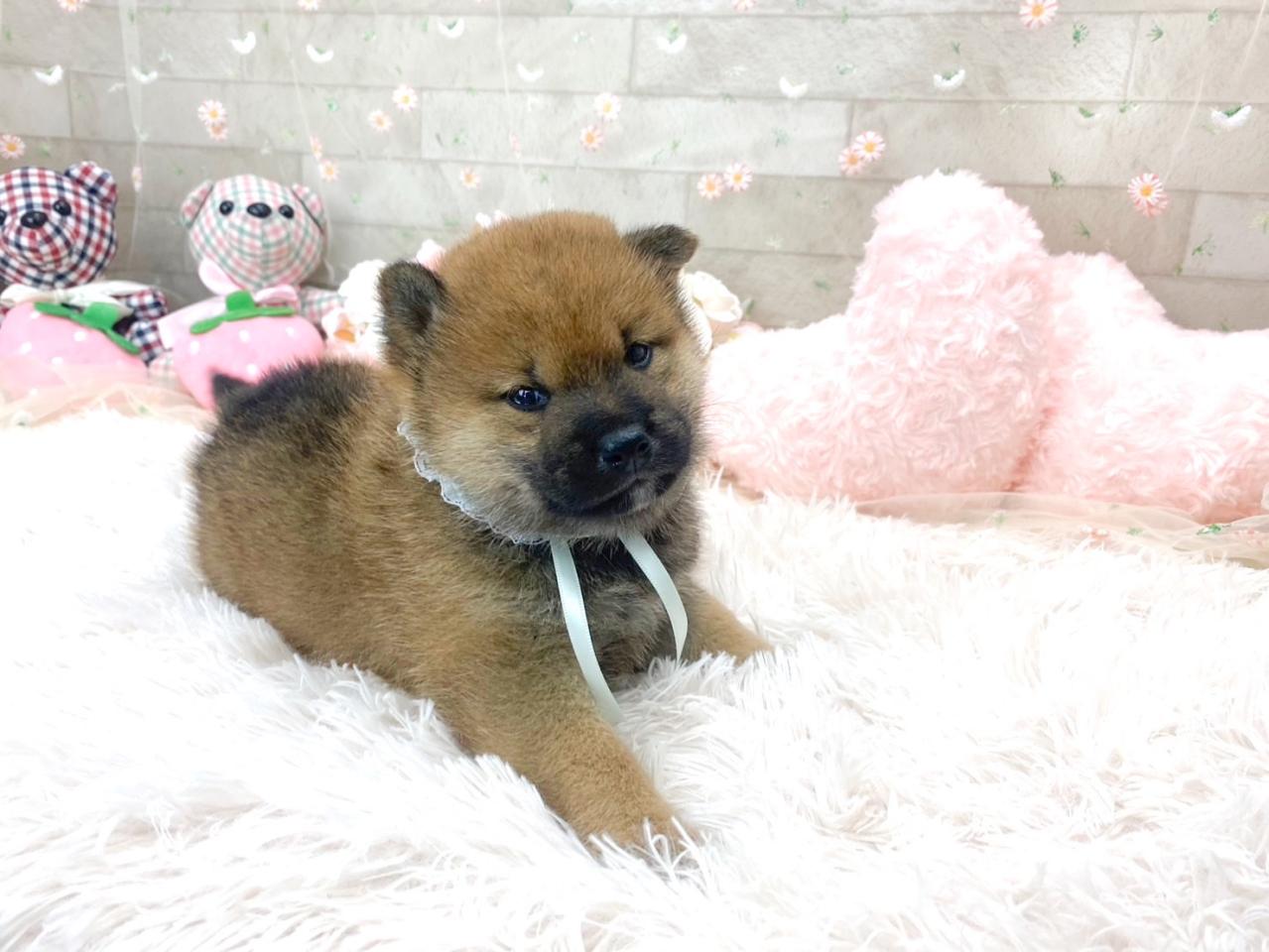 柴犬（水色リボン）３.jpg