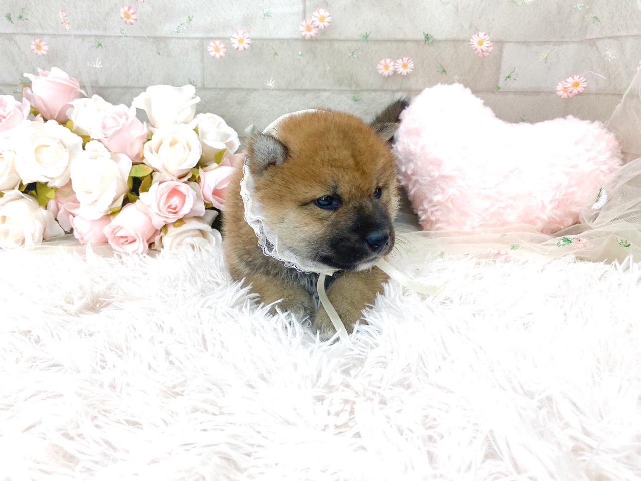 柴犬の男の子.jpg