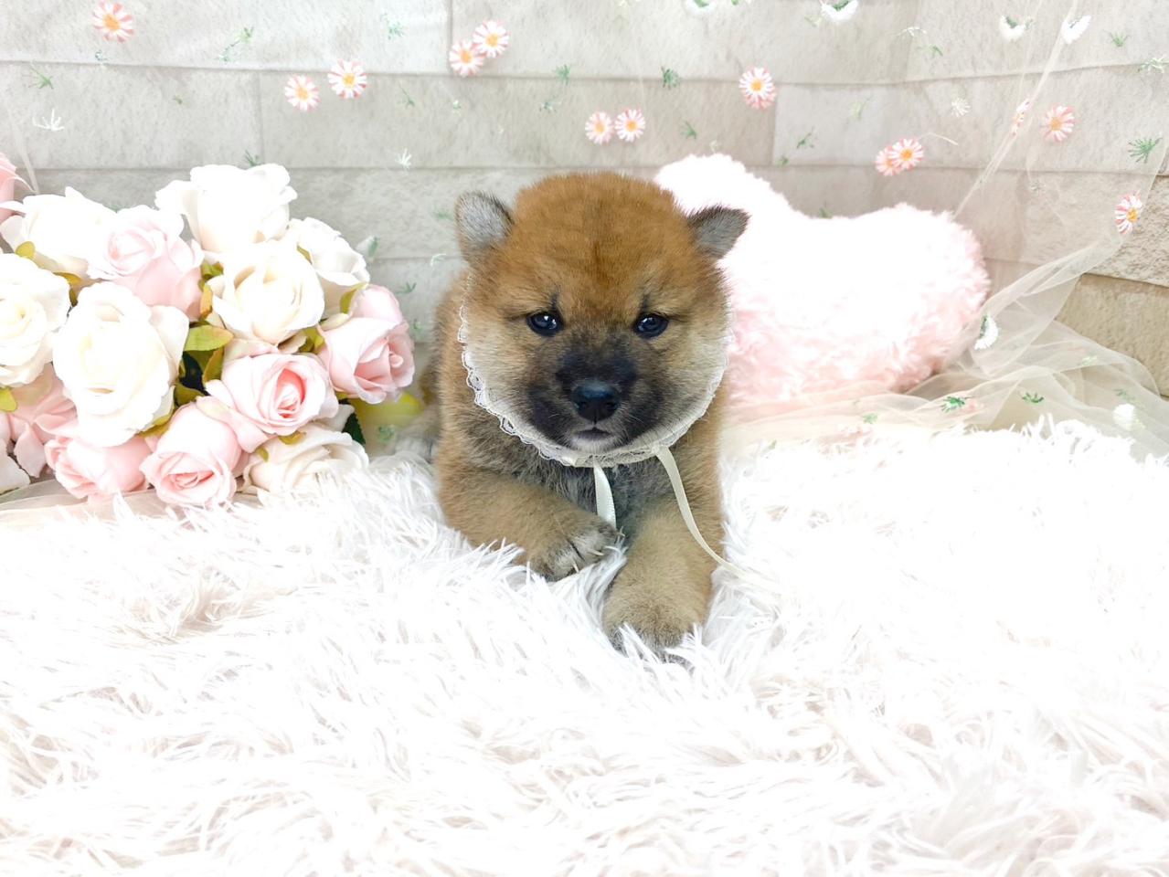 柴犬の男の子３.jpg