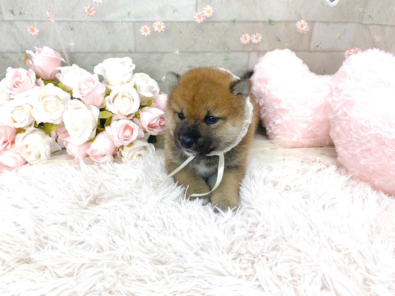 柴犬の男の子２.jpg