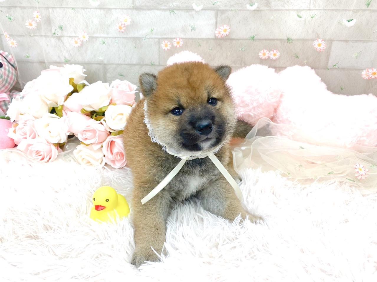 柴犬の男の子５.jpg