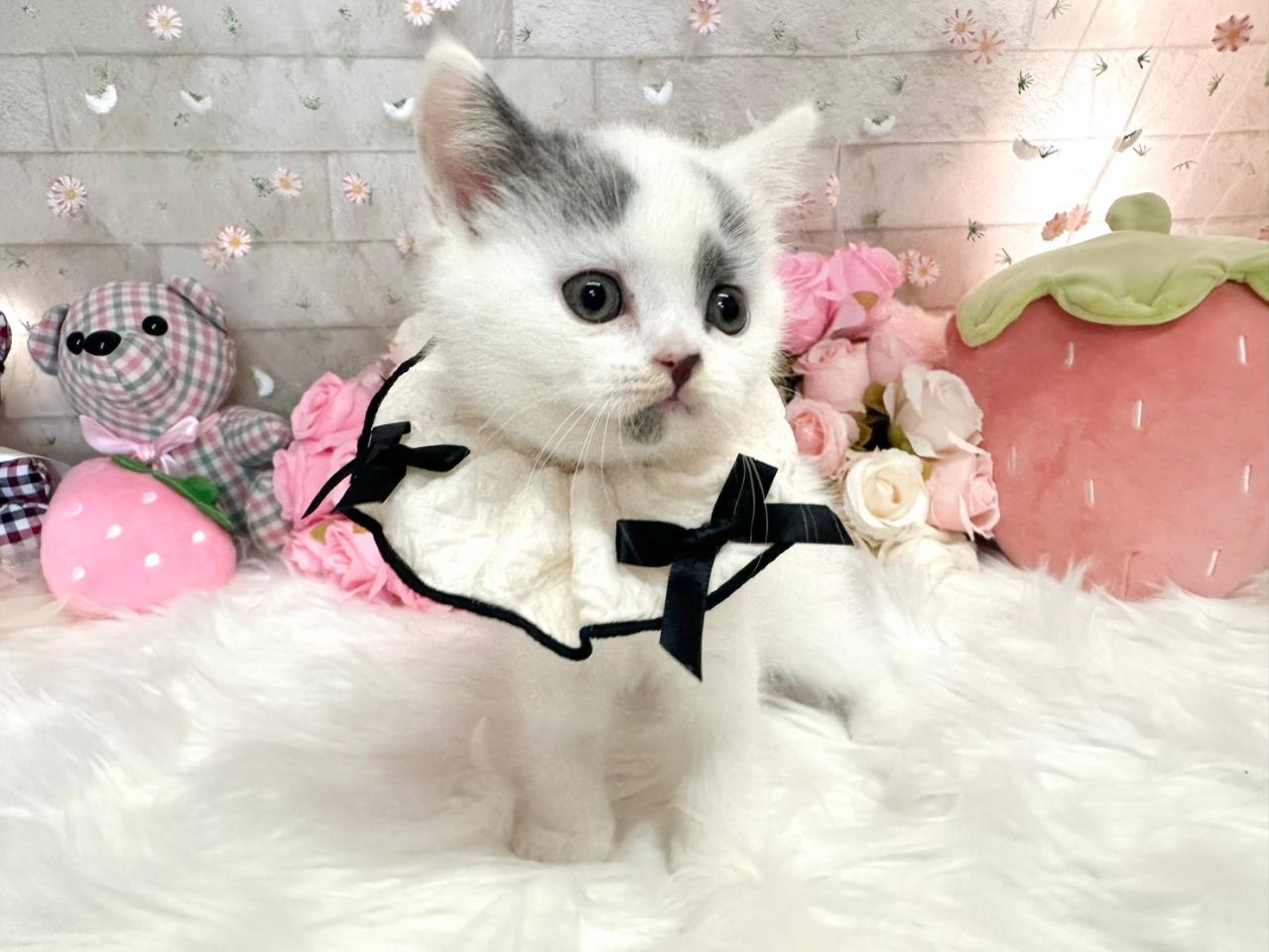 ブリティッシュ男の子.jpg