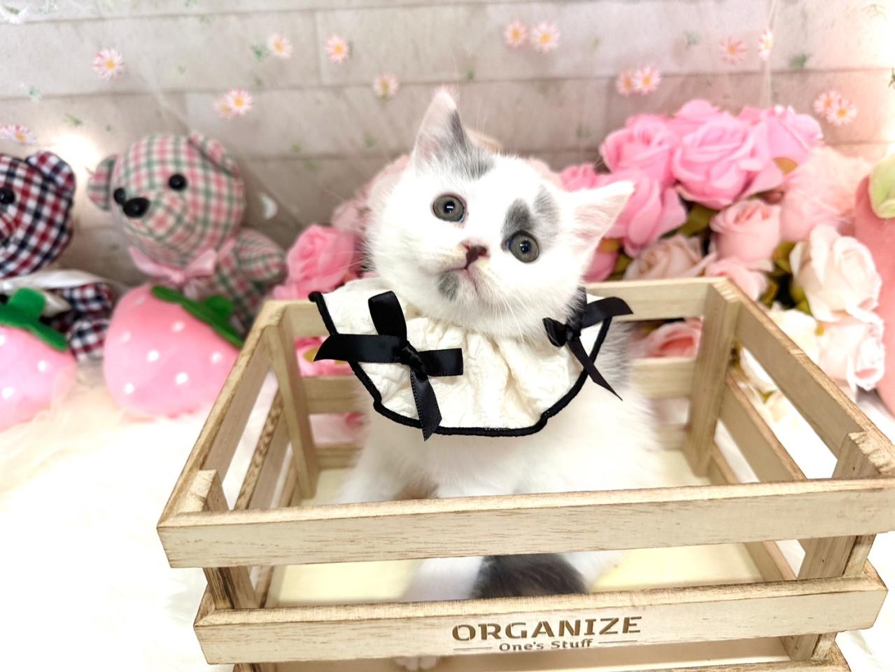 ブリティッシュ男の子５.jpg