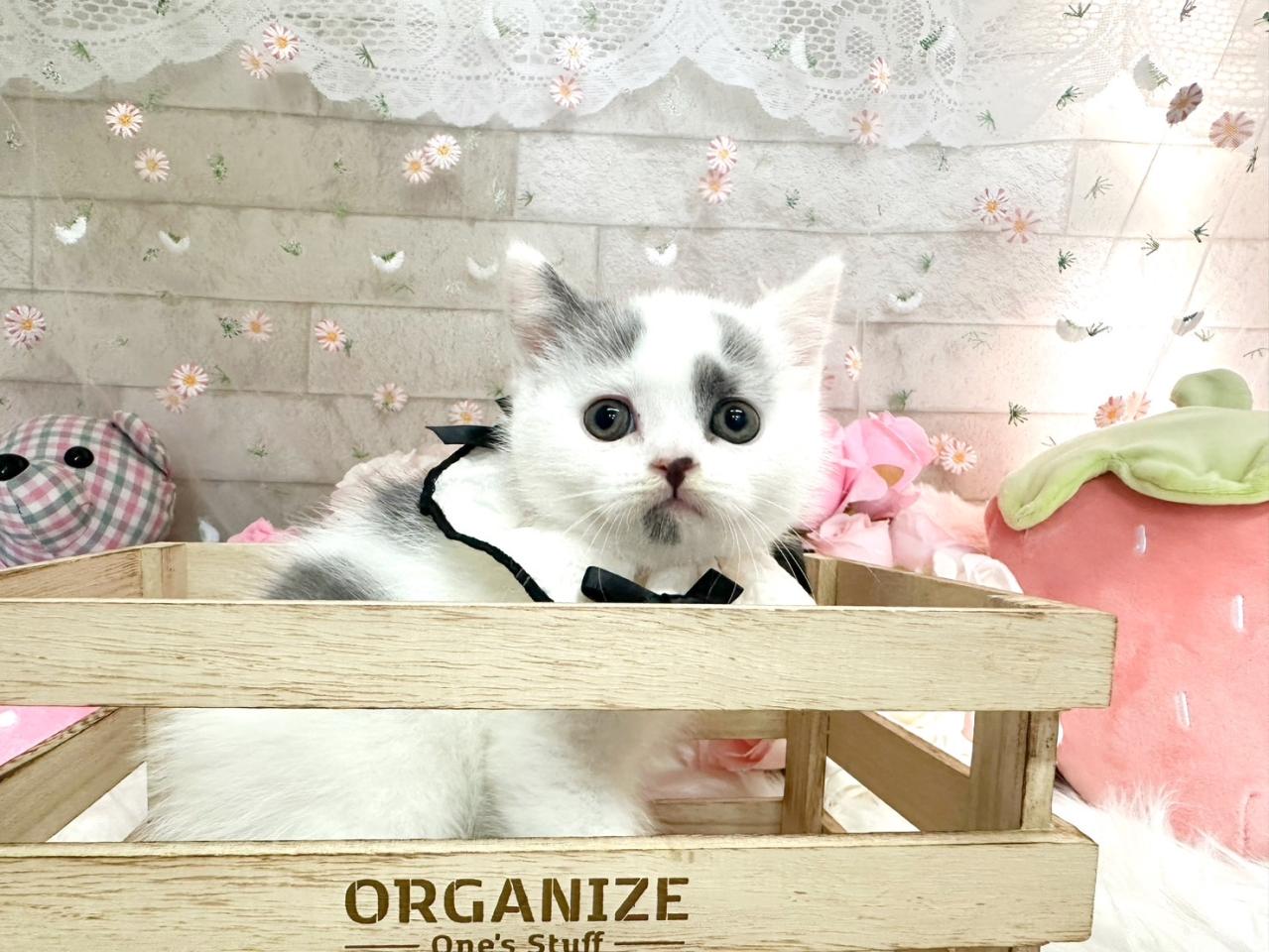 ブリティッシュ男の子２.jpg