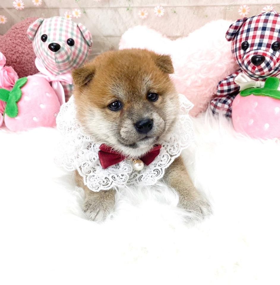 豆柴・柴犬 子犬一覧(3ページ目) | 滋賀県 ペットショップ・子犬・子猫販売・ブリーダー 望月ドッグスタジアム