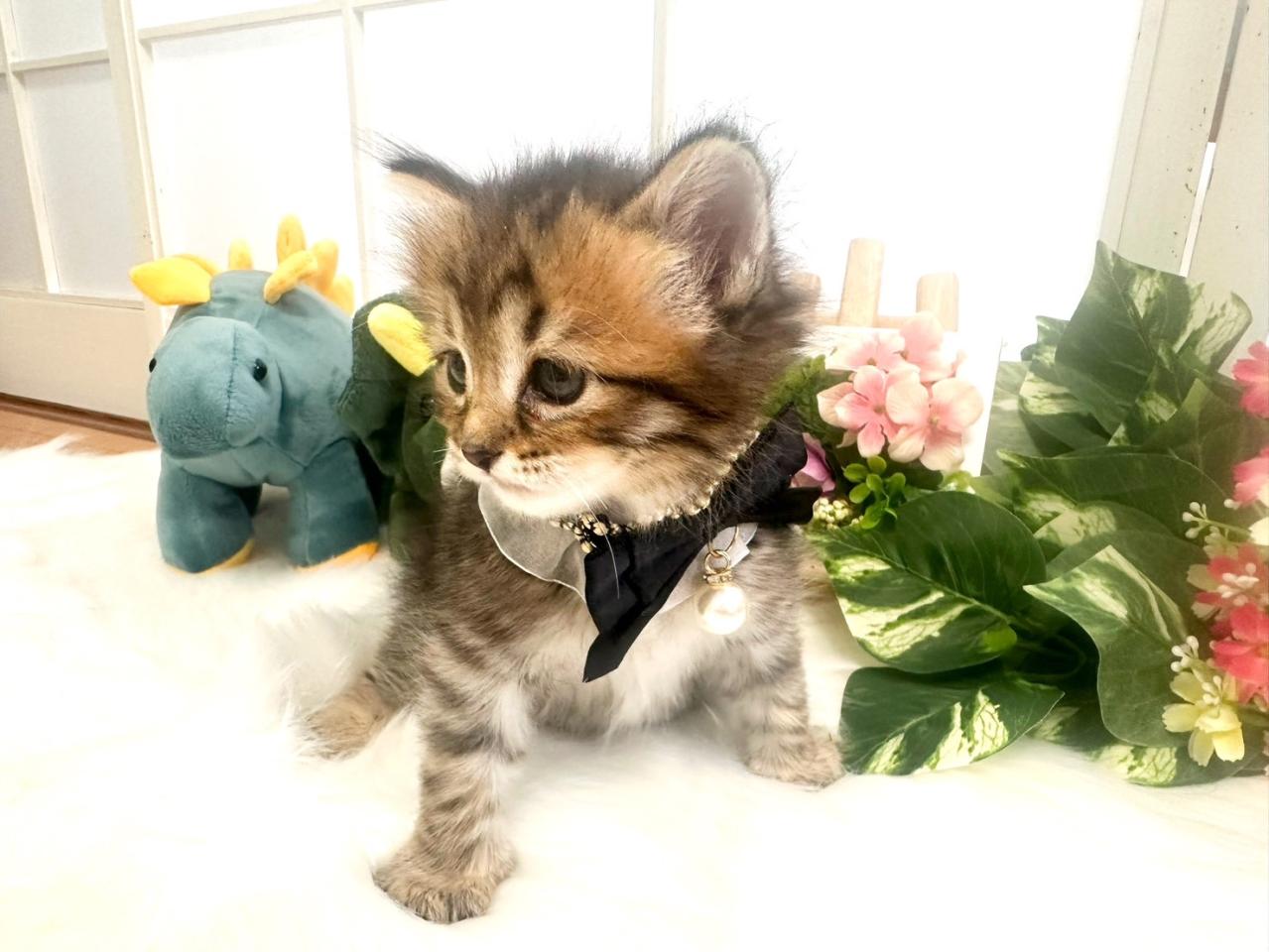 マンチカン男の子２.jpg