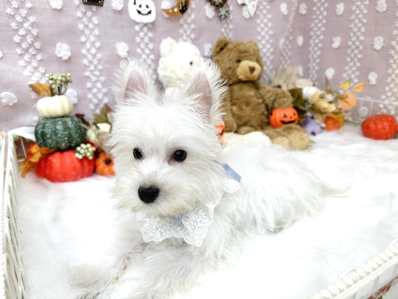 ウエスティー男の子（6434）更新２.jpg