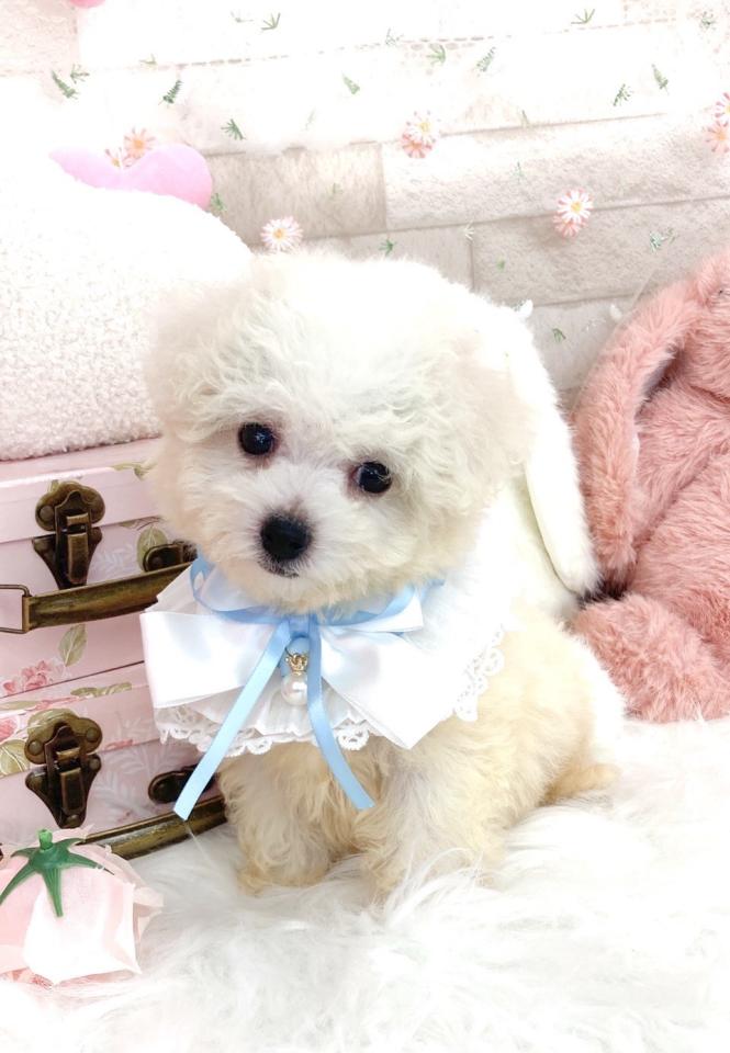 ビション男の子♪２.jpg