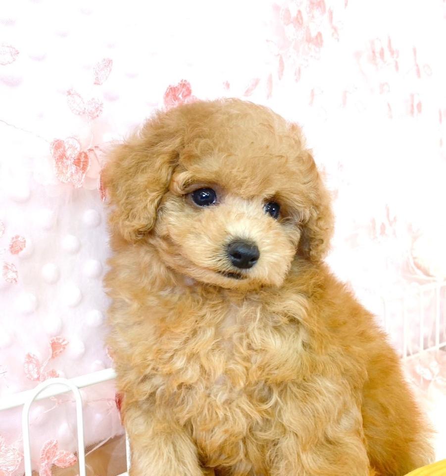 ティーカッププードル男の子３.jpg